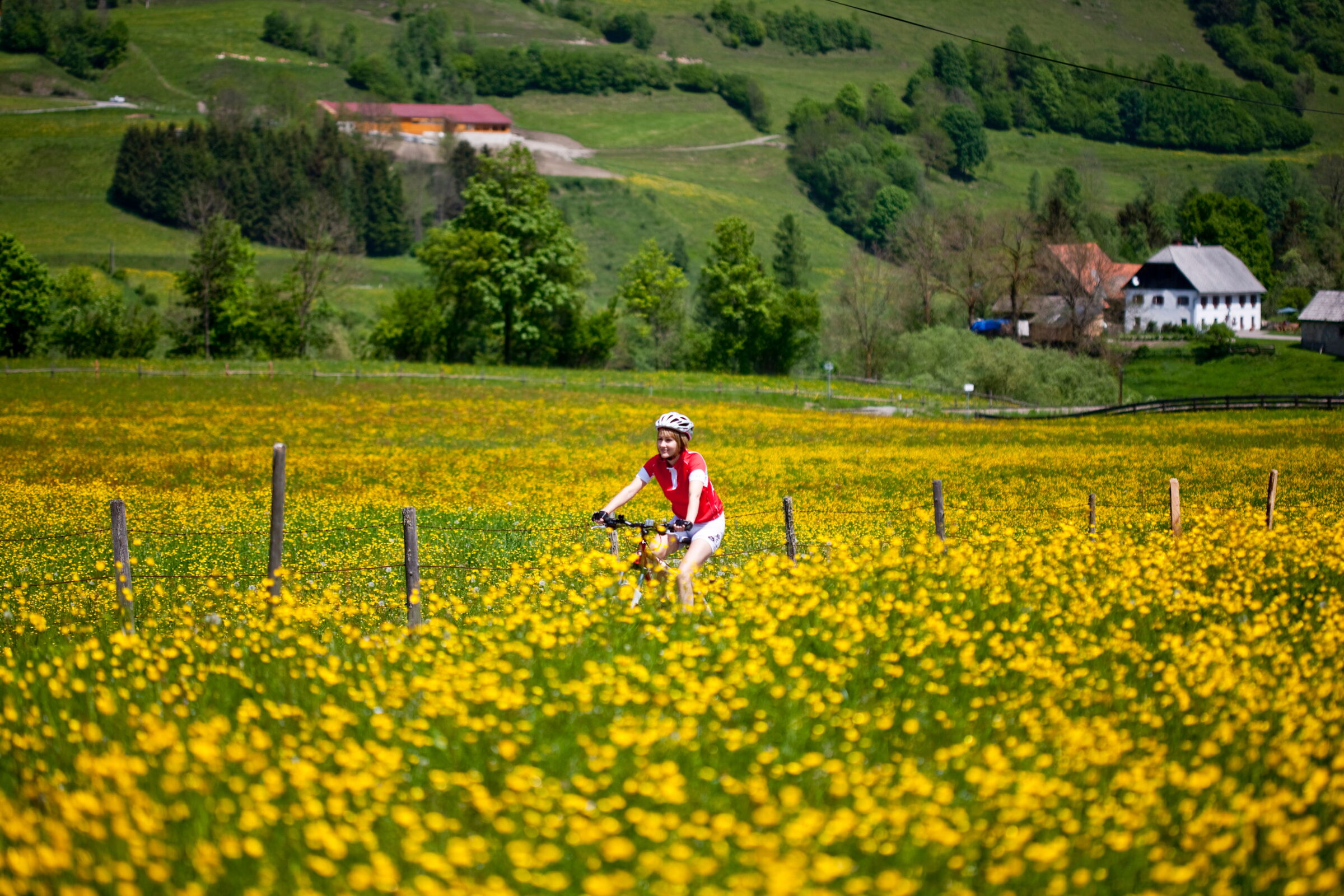 Radfahrer in einer gelb blühenden Blumenwiese; © Tom Lamm