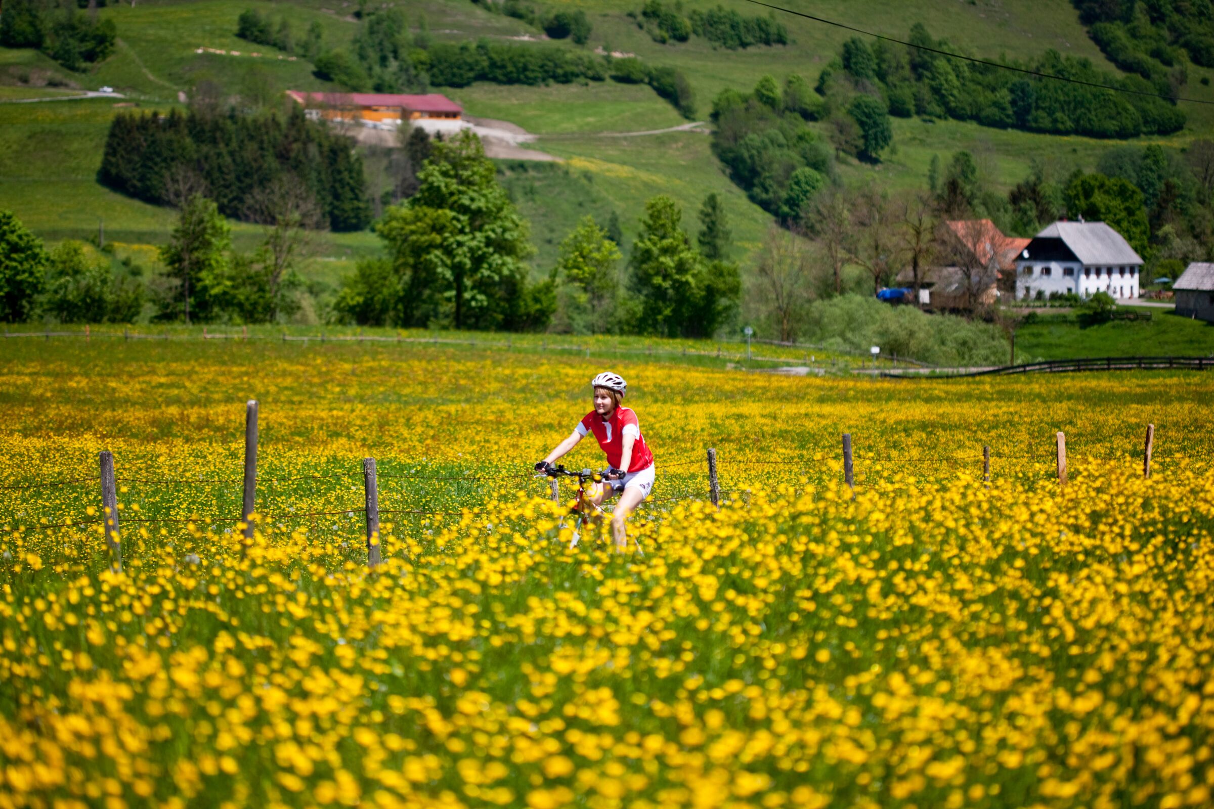 Cyclists in a yellow flowering meadow; © Tom Lamm